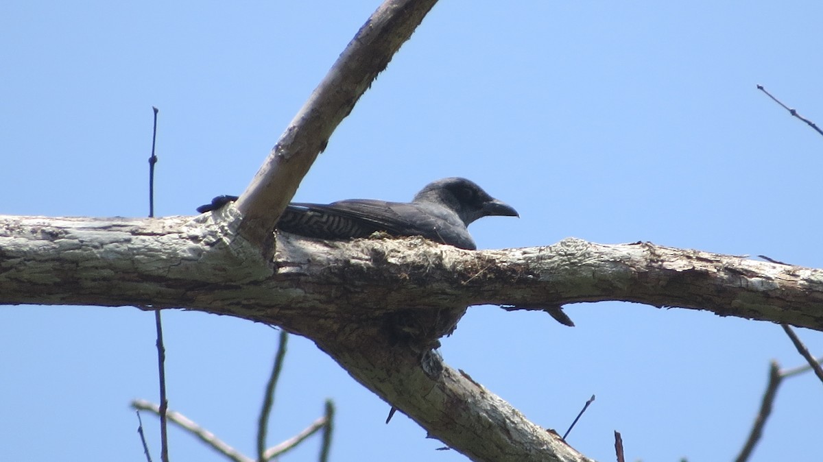 Andaman Cuckooshrike - Vivek Govind Kumar