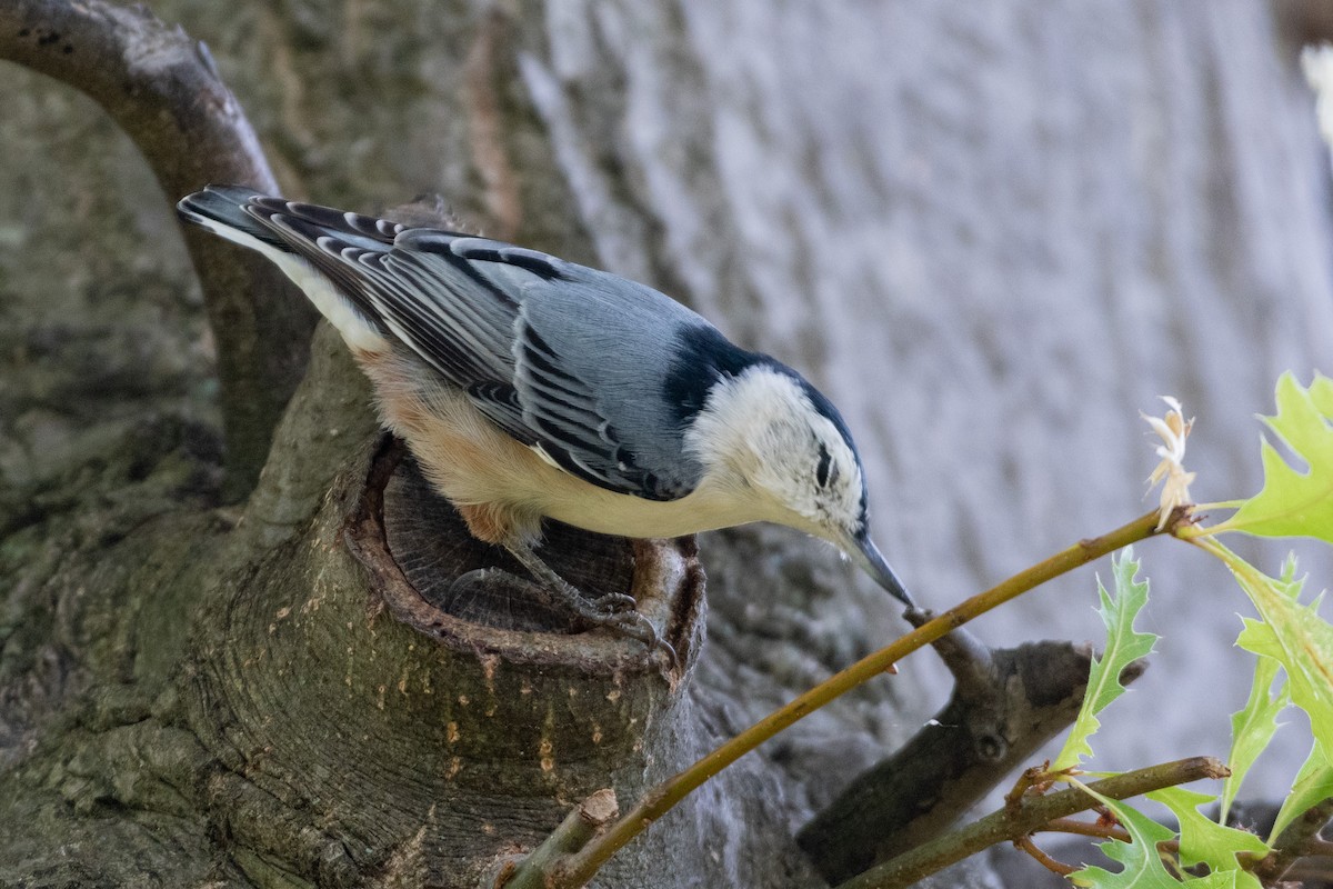 White-breasted Nuthatch - ML258389771