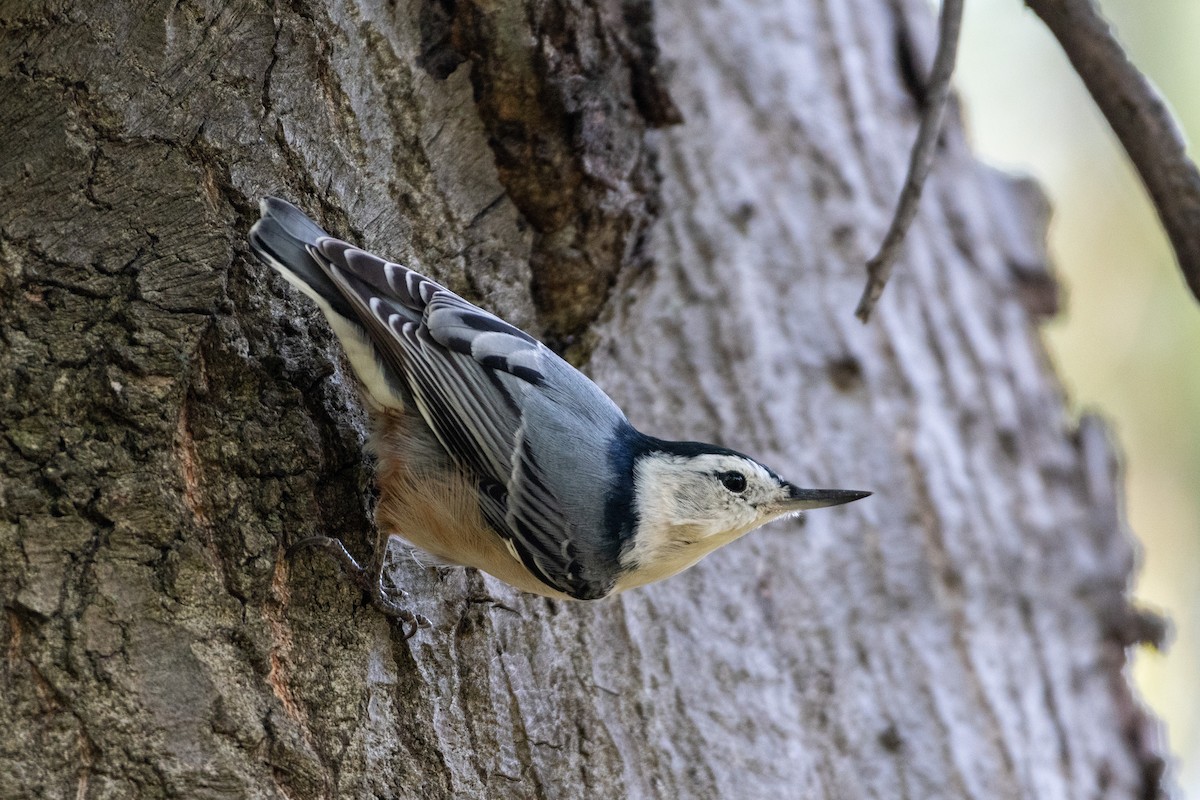 White-breasted Nuthatch - ML258389791