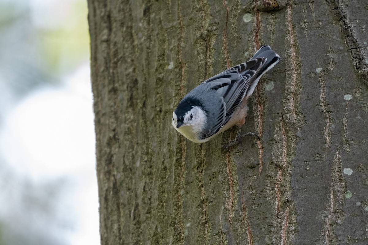White-breasted Nuthatch - ML258389801