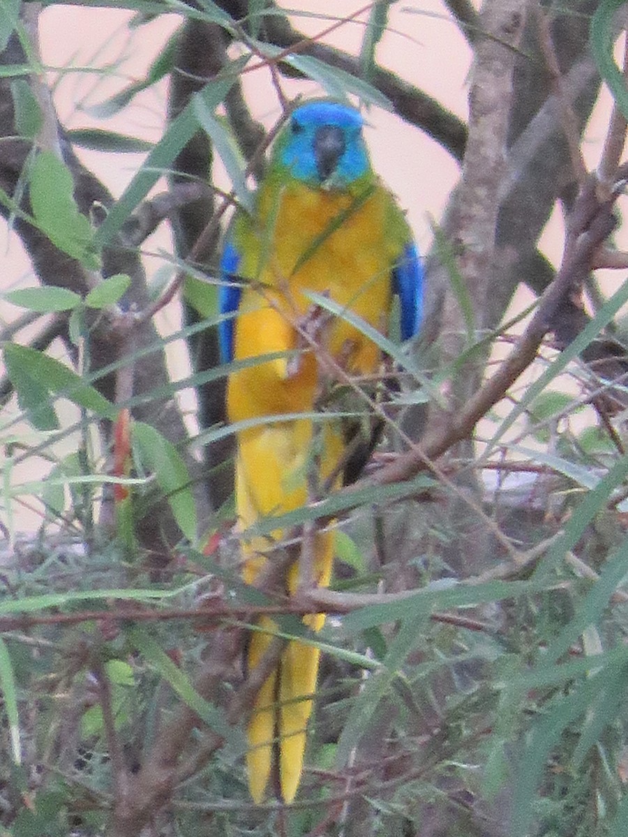 Turquoise Parrot - ML25839041