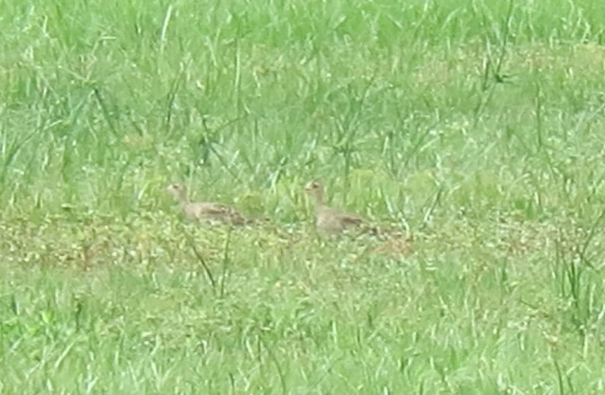 Upland Sandpiper - ML258391511