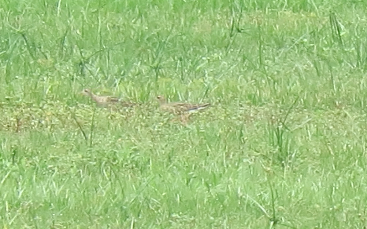 Upland Sandpiper - ML258391521