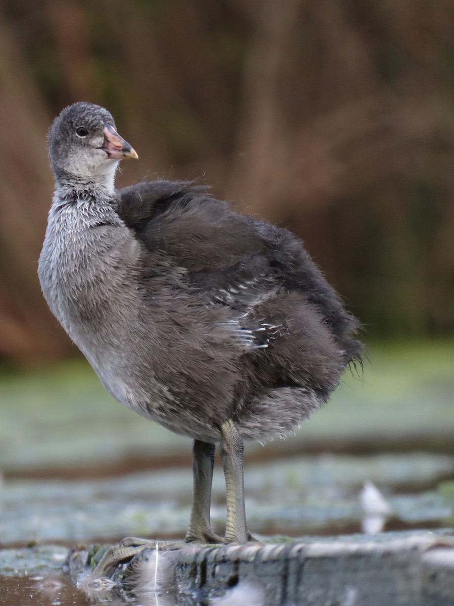 American Coot - David R. Scott