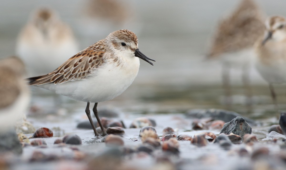 Western Sandpiper - ML258394931