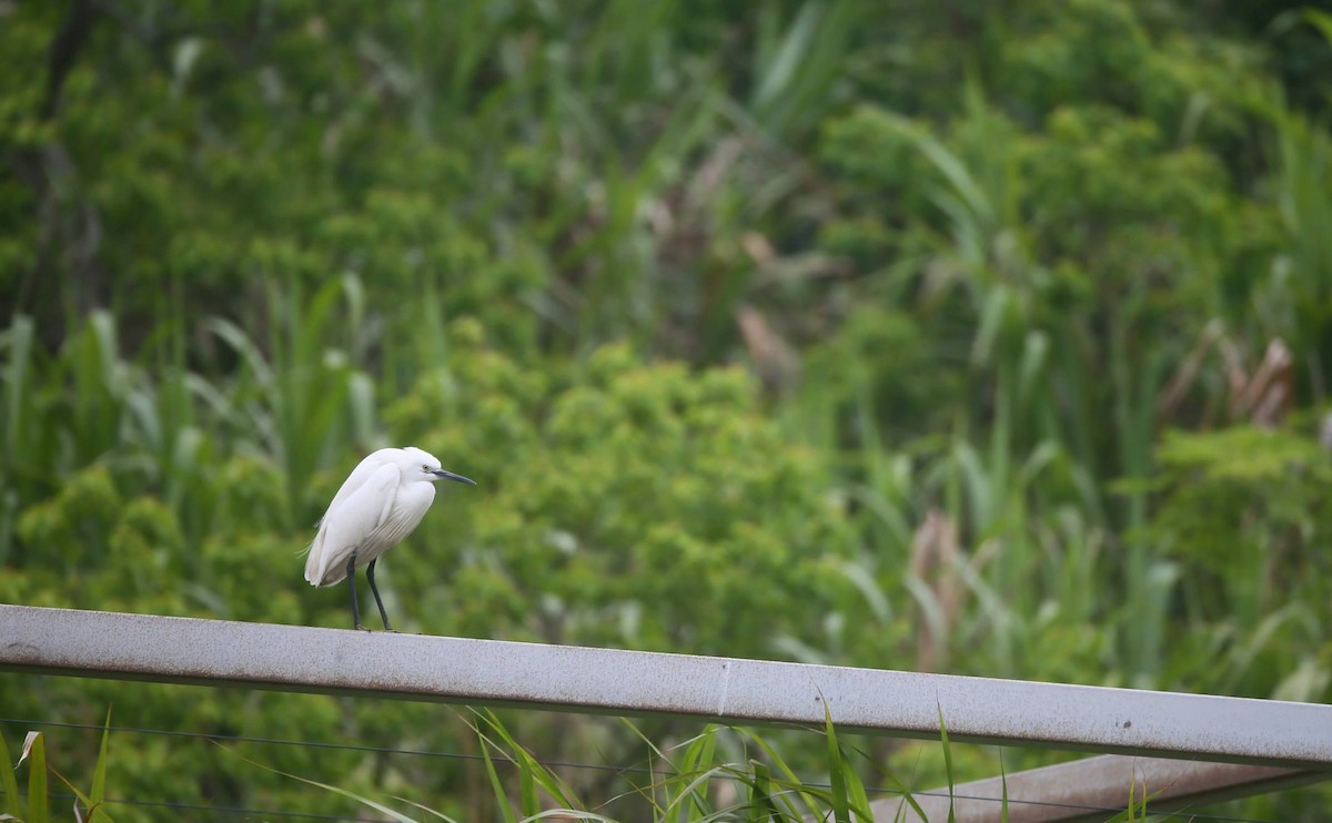 Little Egret - ML258396101