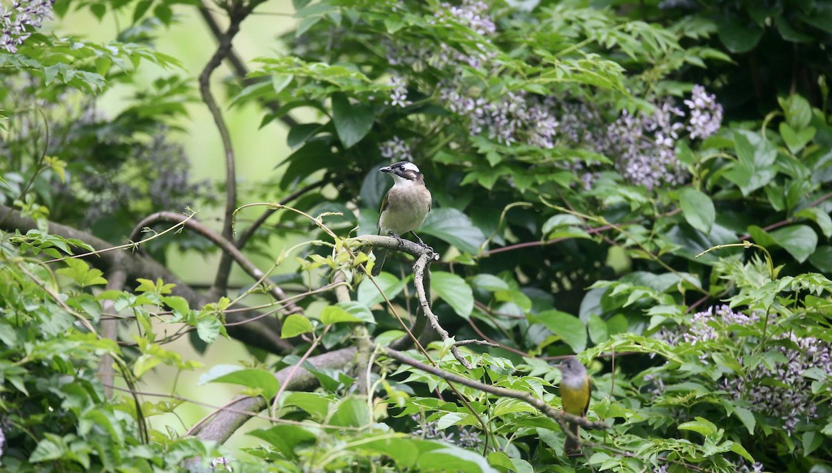 Light-vented Bulbul - ML258396741