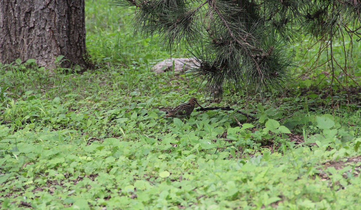 Pin-tailed Snipe - ML258397951