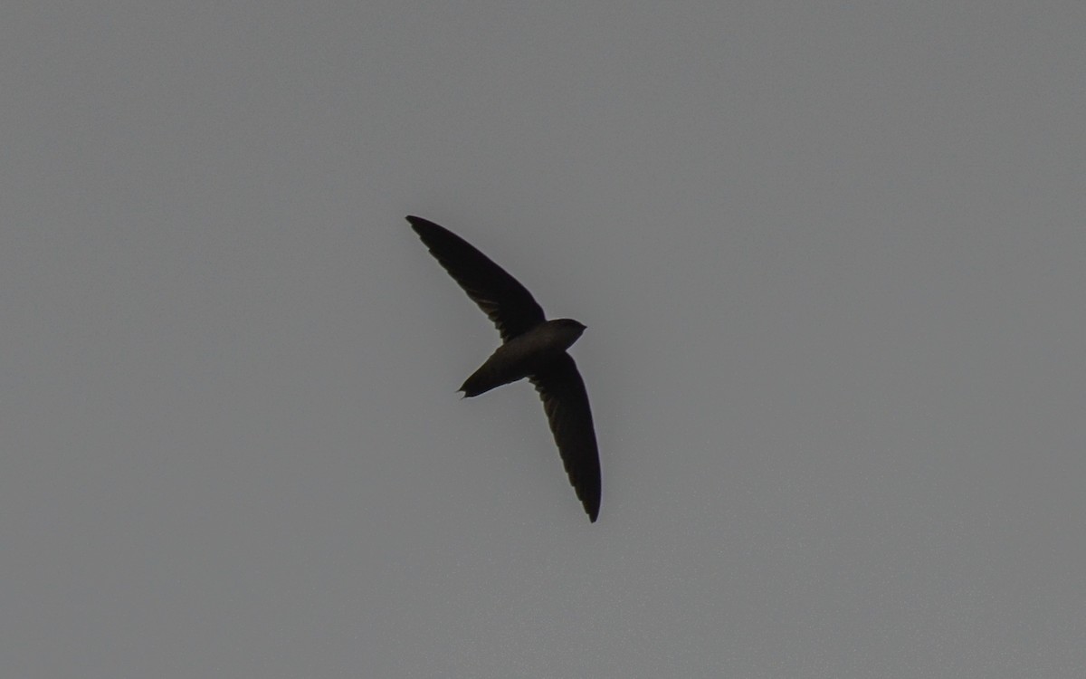 Vaux's Swift (Richmond's) - ML258397991