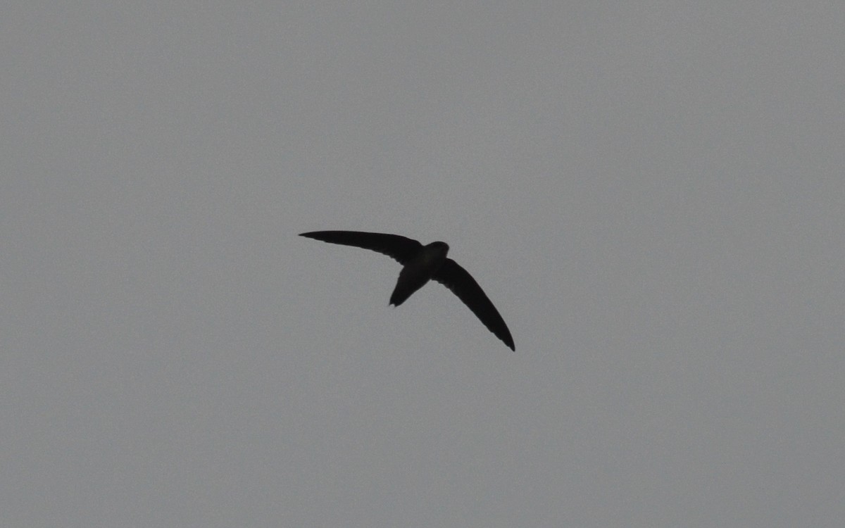 Vaux's Swift (Richmond's) - ML258398021