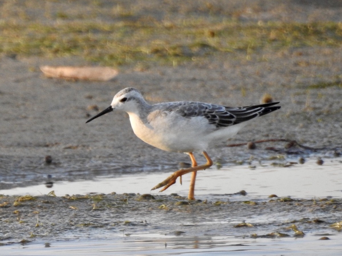 Wilson's Phalarope - ML258399941