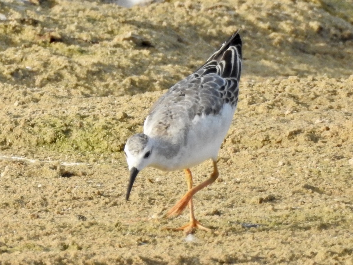 Wilson's Phalarope - ML258399951