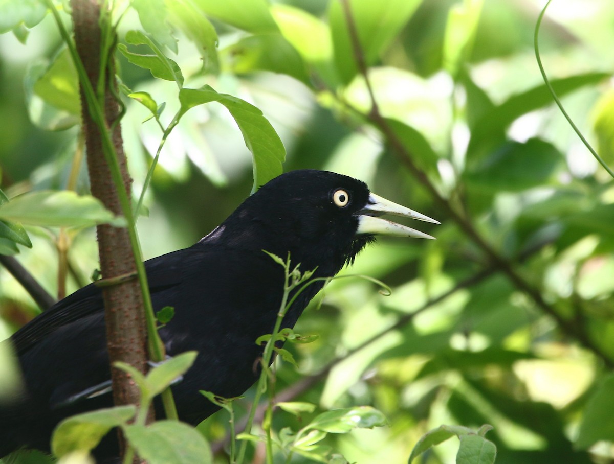 Yellow-billed Cacique - ML258400281