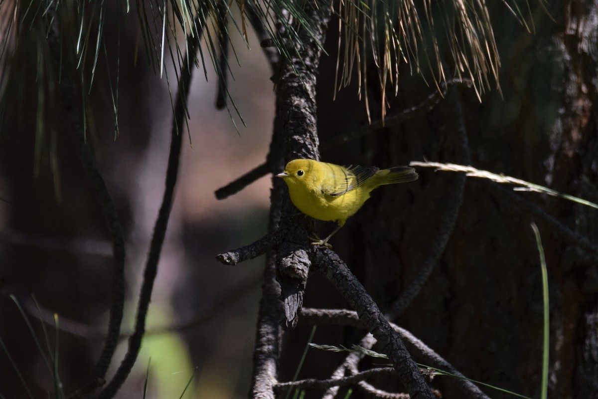 Yellow Warbler - ML258401161