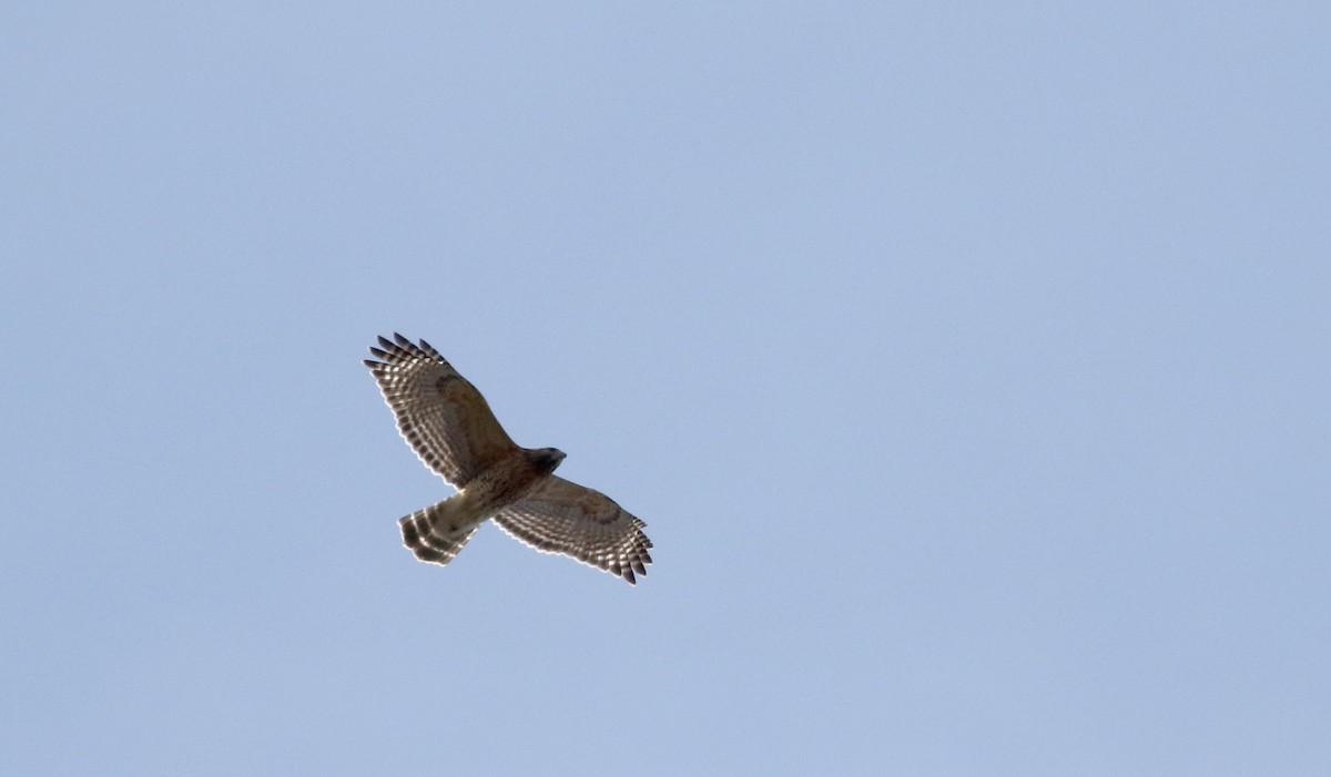 Red-shouldered Hawk - Jay McGowan