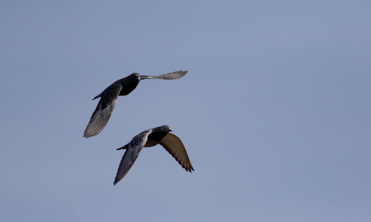 Rock Pigeon (Feral Pigeon) - Jay McGowan