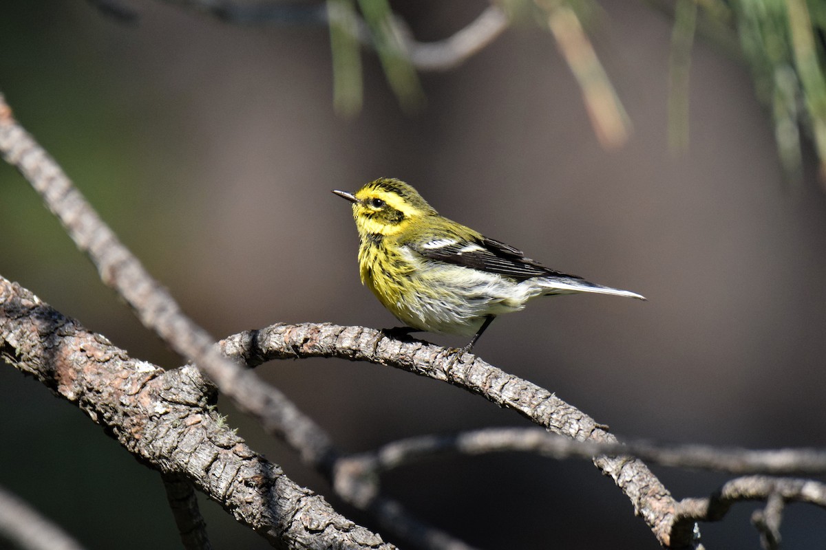 Townsend's Warbler - ML258404001