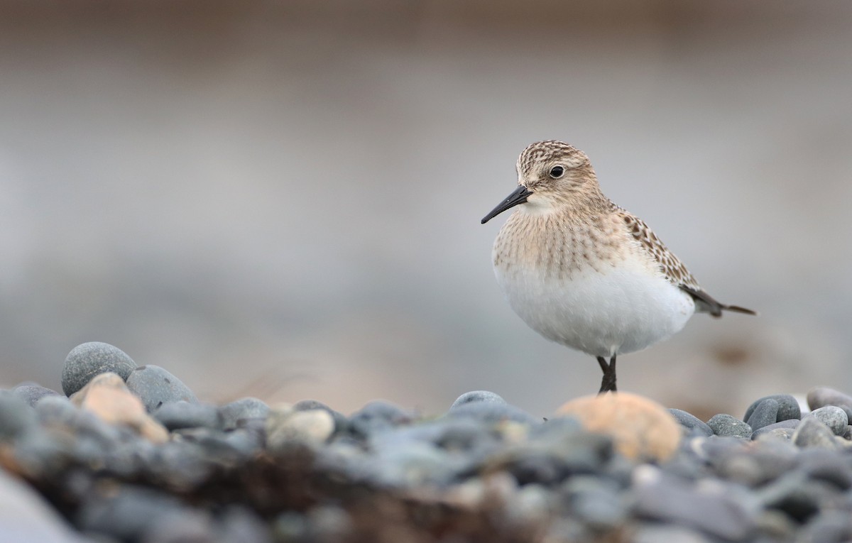 Baird's Sandpiper - Luke Seitz