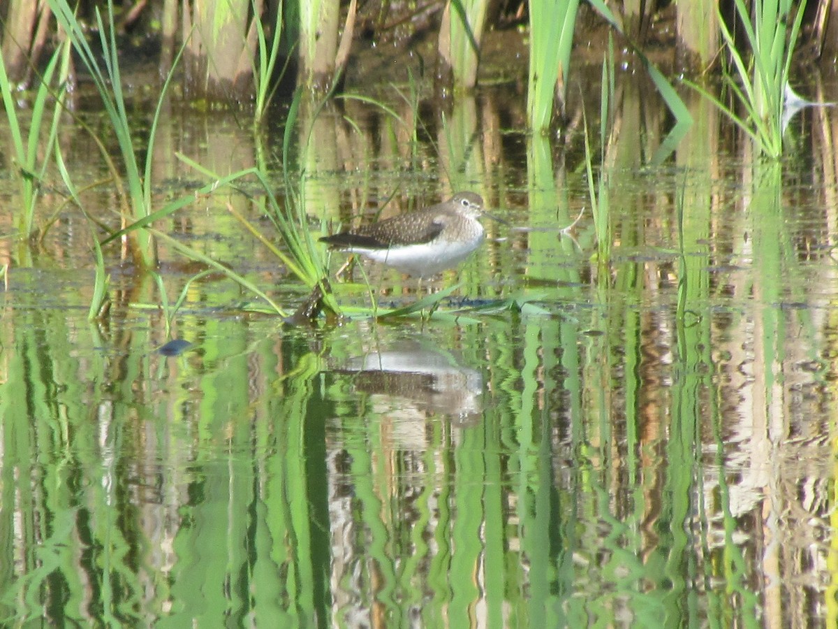 Solitary Sandpiper - ML258407381