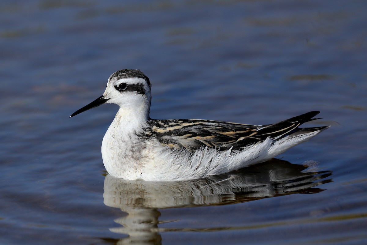 Red-necked Phalarope - Aaron Maizlish
