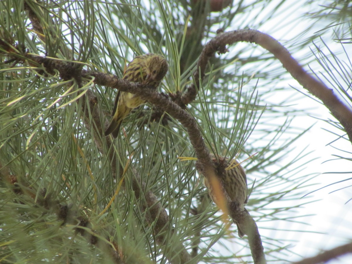 Pine Siskin - ML258409481
