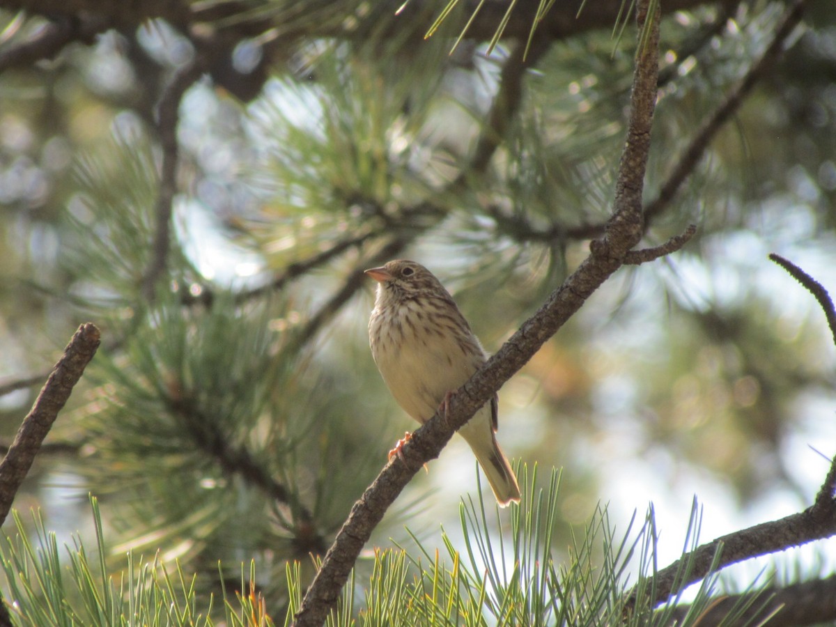 Vesper Sparrow - ML258409511