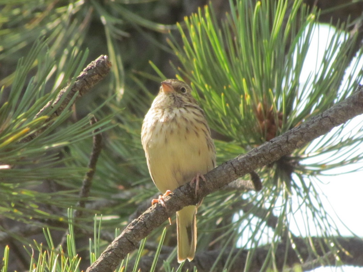 Vesper Sparrow - ML258409521