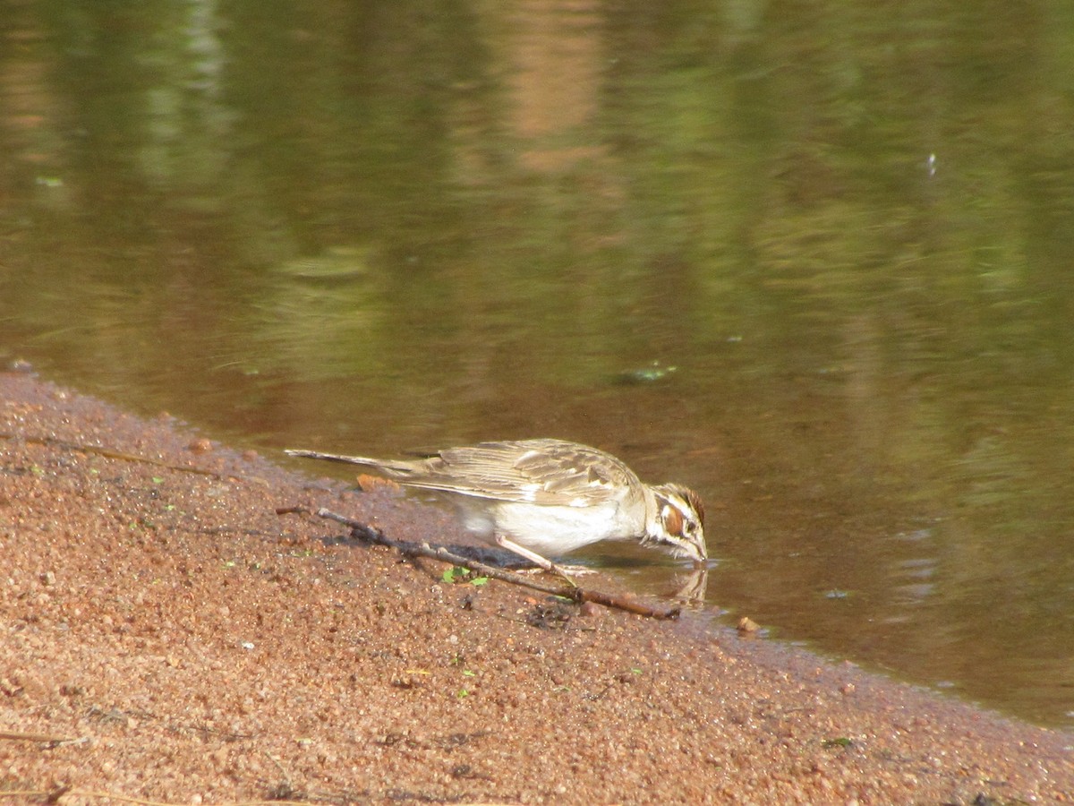 Lark Sparrow - ML258410221