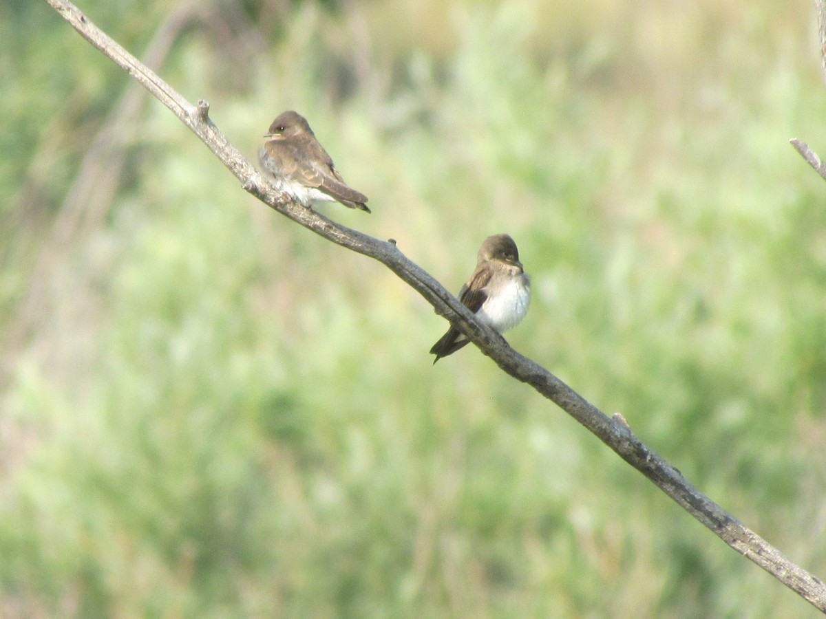 Northern Rough-winged Swallow - ML258410251