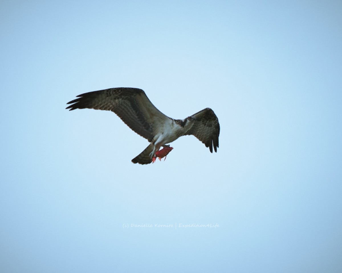 Osprey - ML258410521