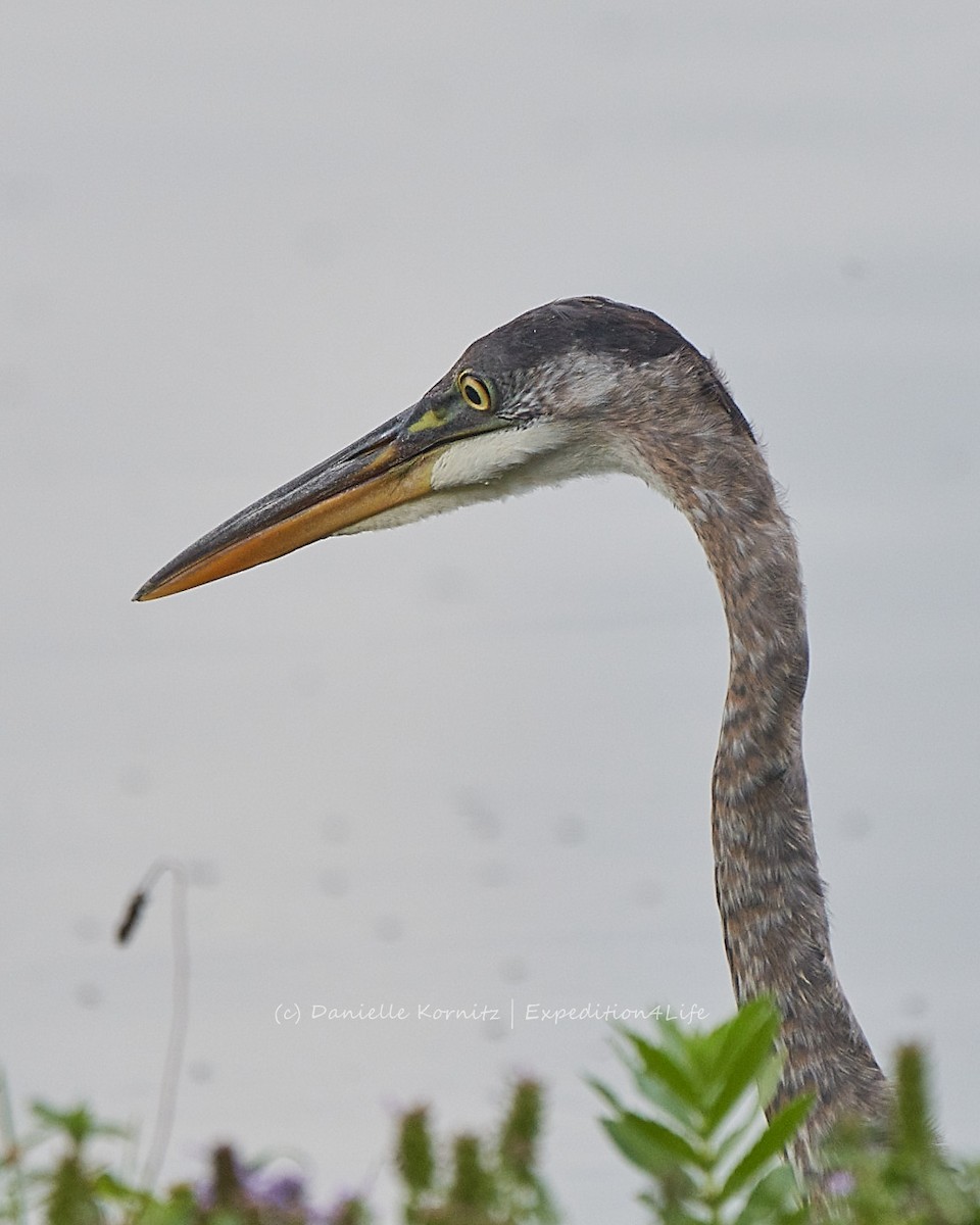 Great Blue Heron - ML258410561