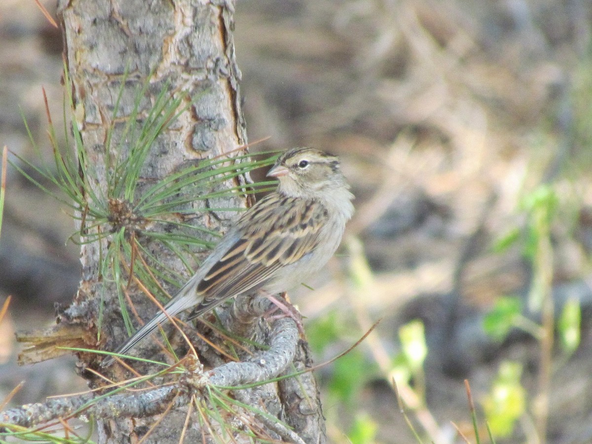 Chipping Sparrow - ML258412051