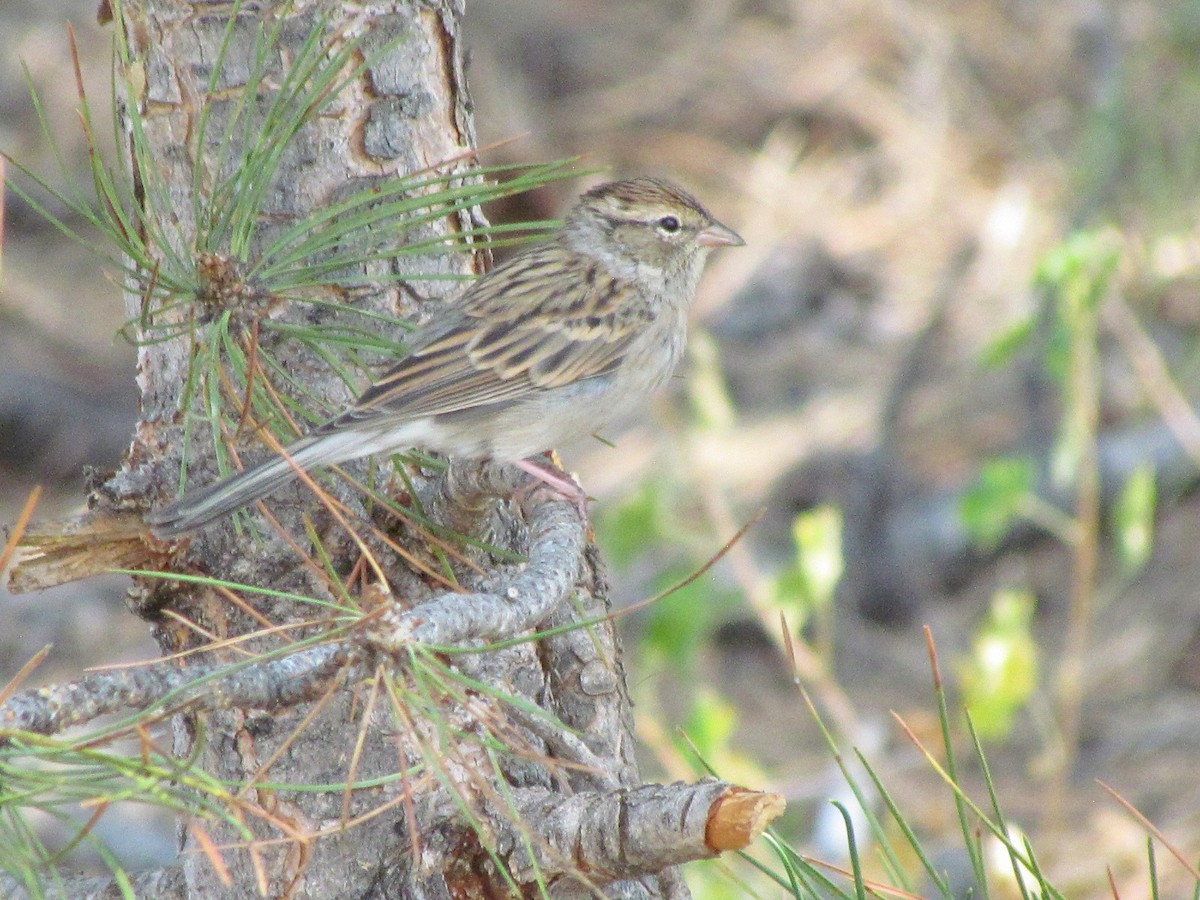 Chipping Sparrow - ML258412061