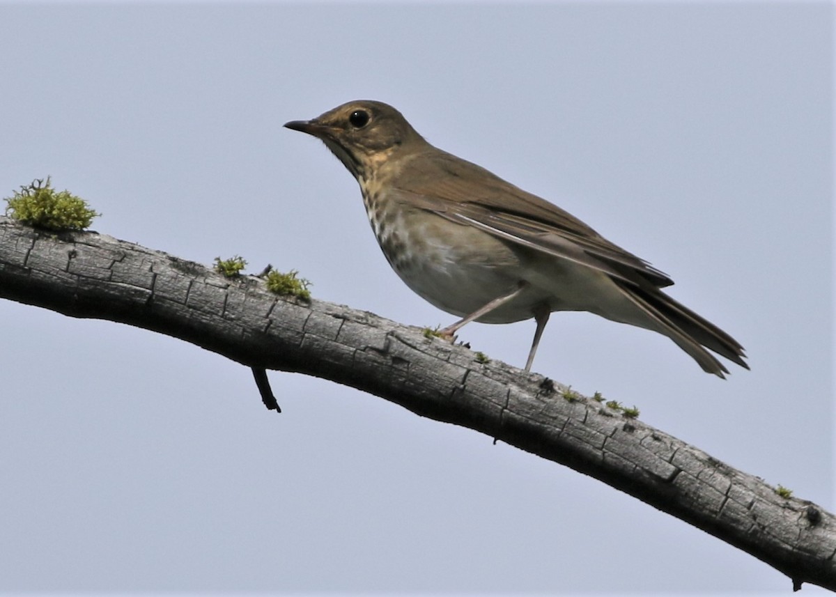 Swainson's Thrush - ML258414081