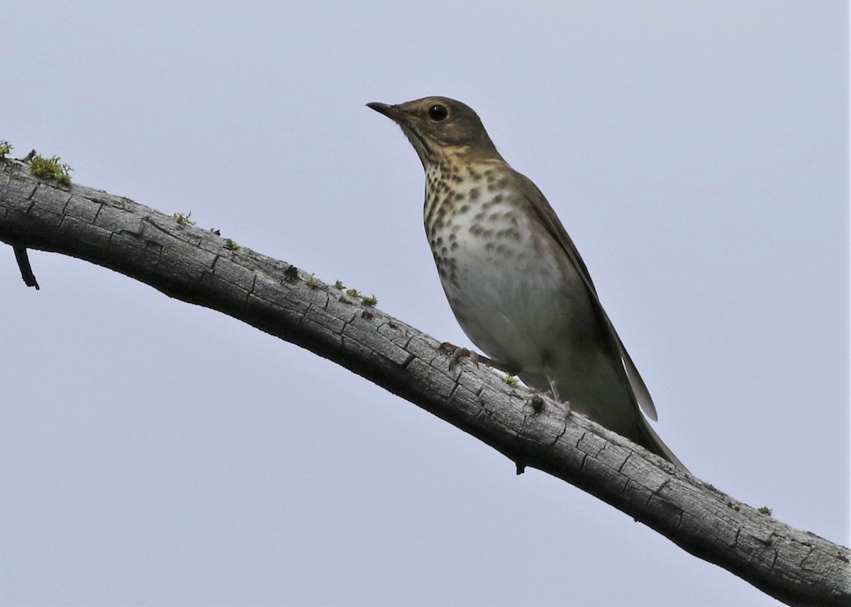 Swainson's Thrush - ML258414091