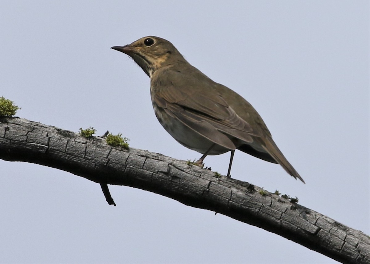 Swainson's Thrush - ML258414101