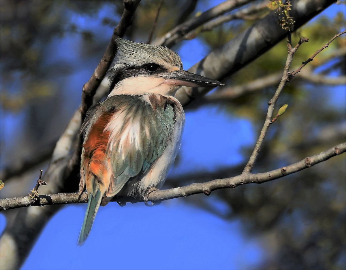 Red-backed Kingfisher - ML258415041