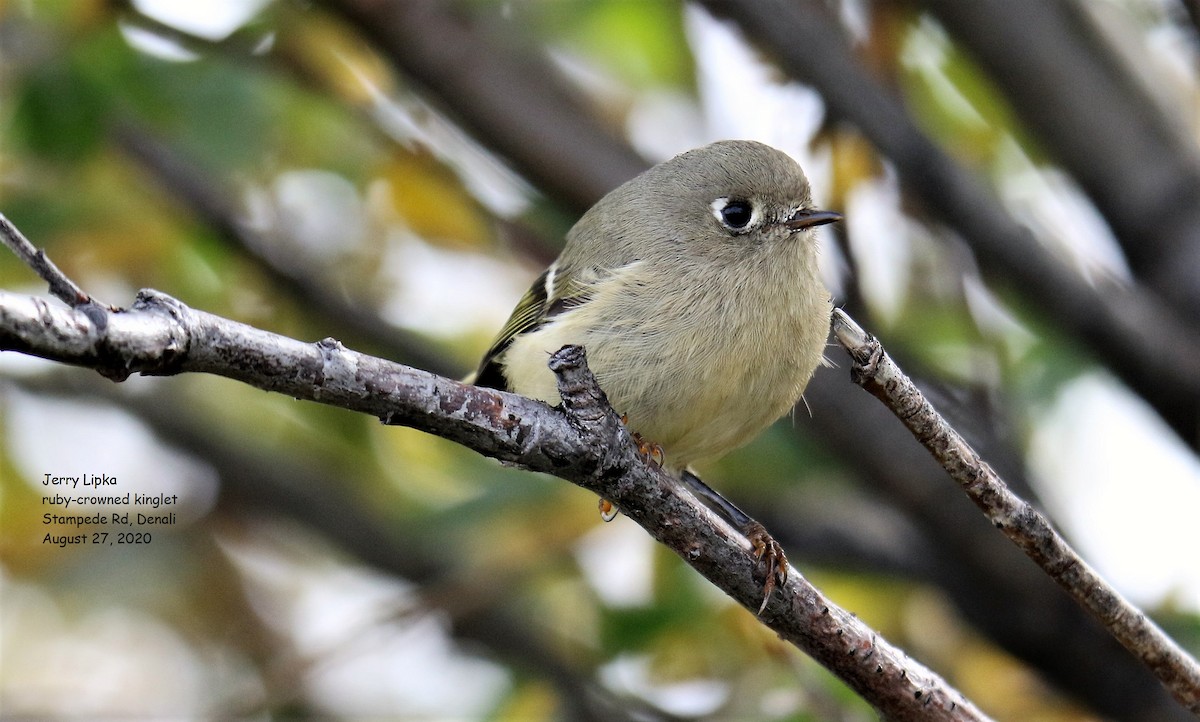 Ruby-crowned Kinglet - ML258415931