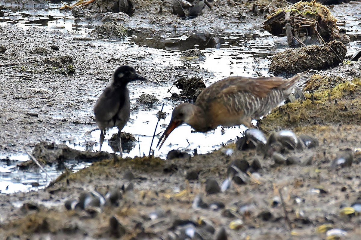 Clapper Rail - ML258416651