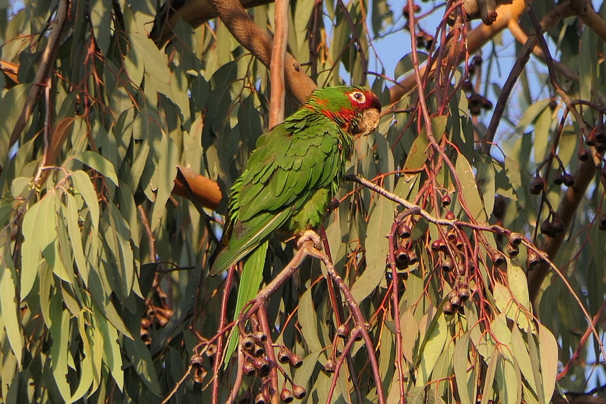 Mitred Parakeet - Robert Hamilton