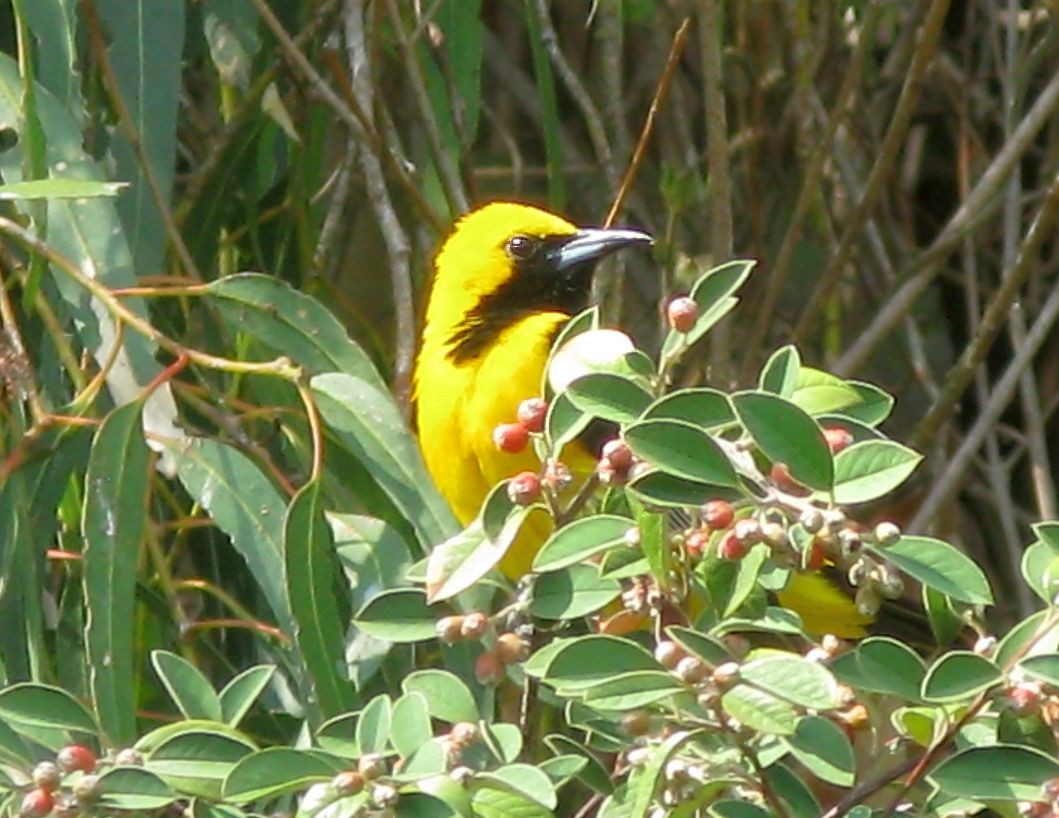 Hooded Oriole - ML258418681