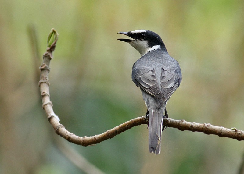 Ashy Minivet - ML258418761