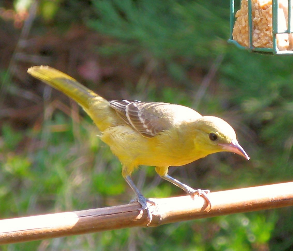 Hooded Oriole - ML258419291
