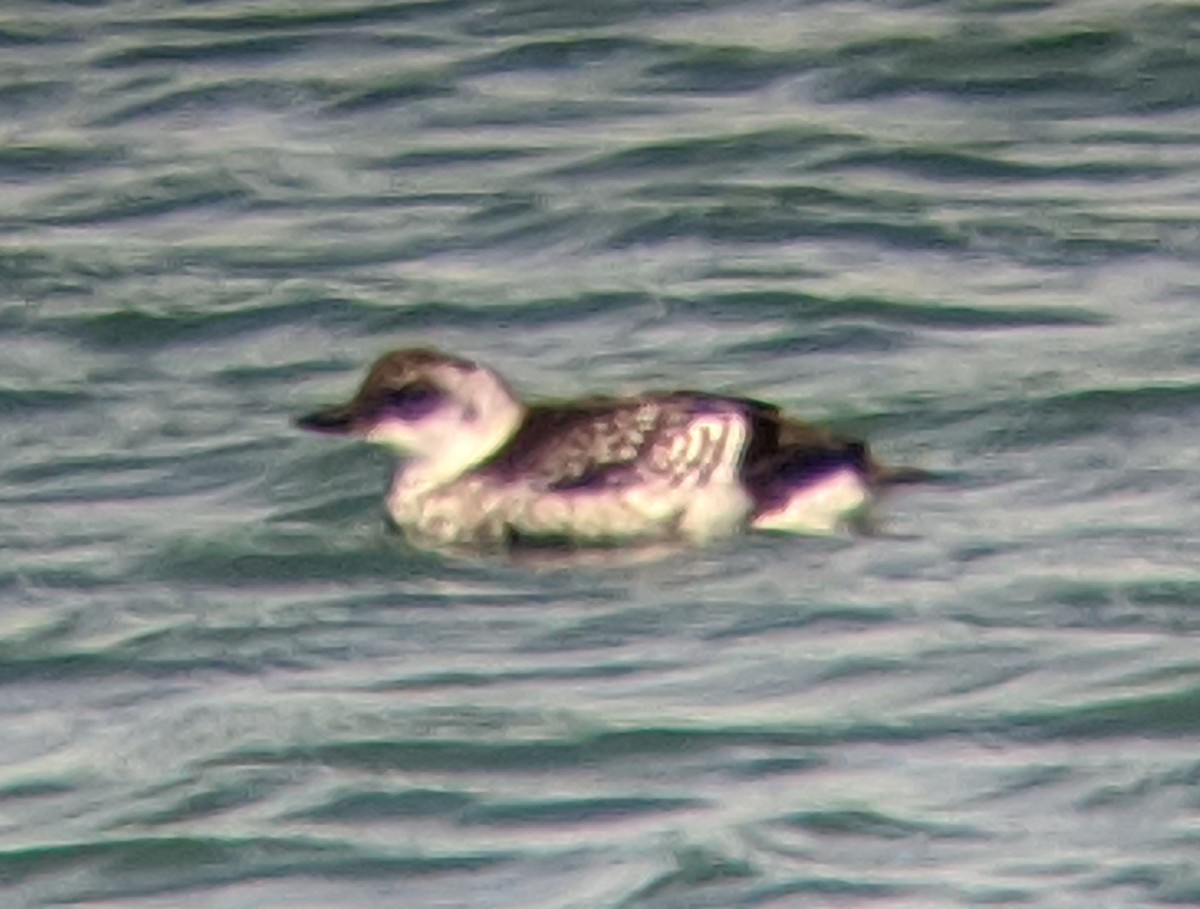 Pigeon Guillemot - ML258420651