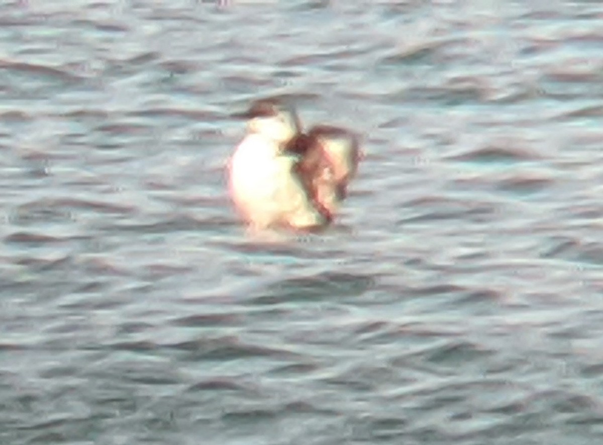 Pigeon Guillemot - ML258420751