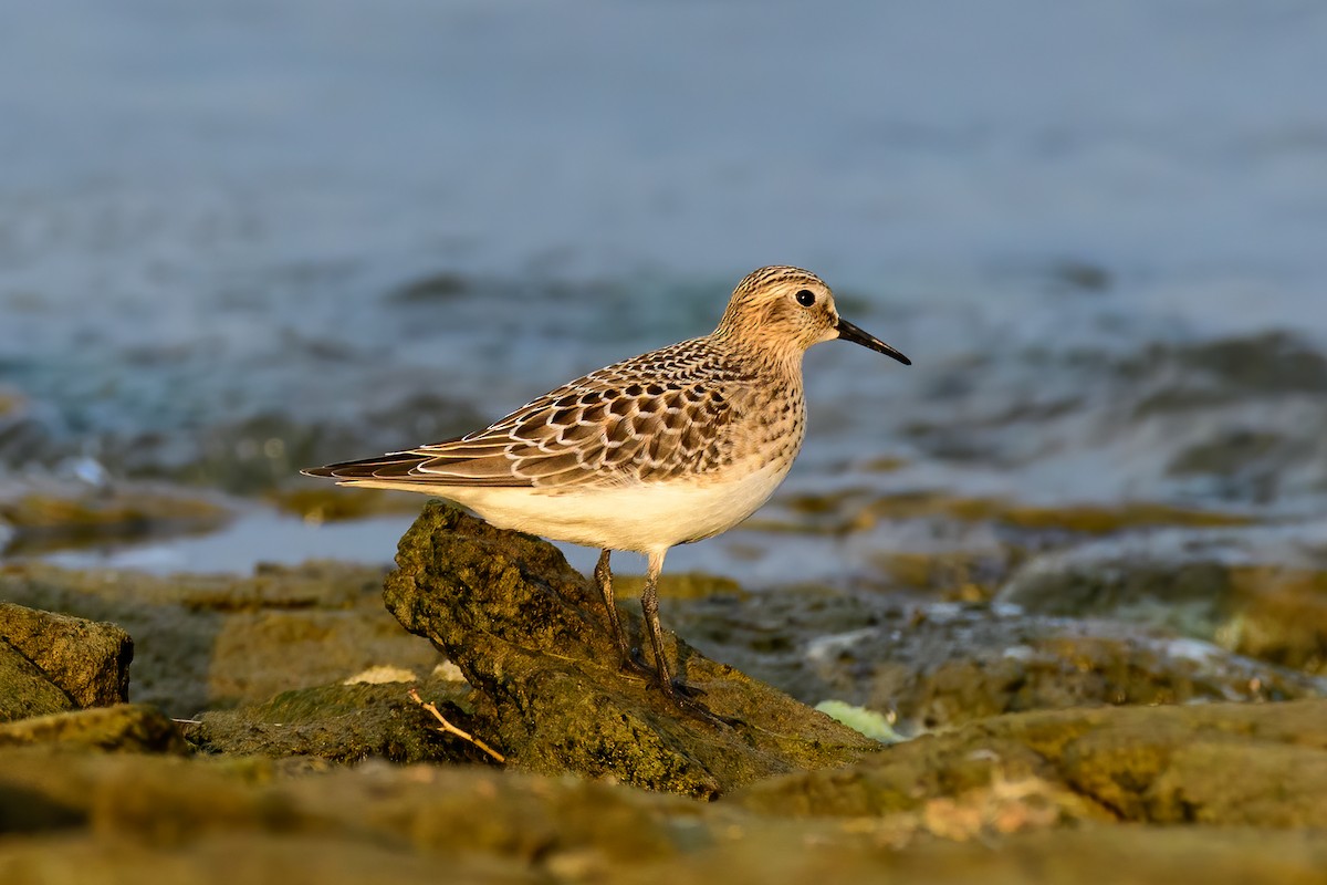 jespák dlouhokřídlý - ML258422121