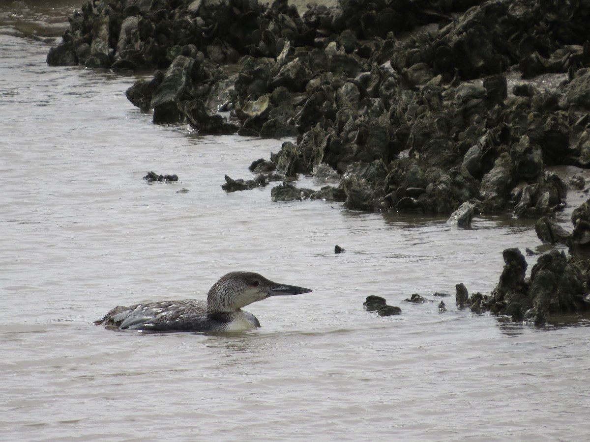 Plongeon huard - ML25842241