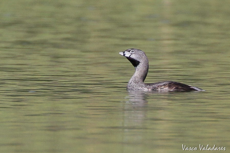 Pied-billed Grebe - Vasco Valadares