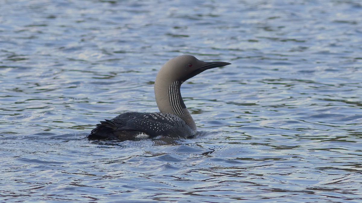 Arctic Loon - ML258427711