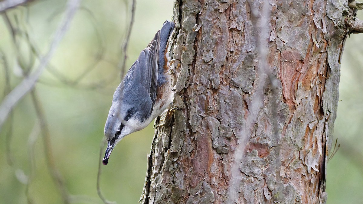 Eurasian Nuthatch - ML258427751